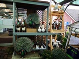  Hillier Garden Centre Hemel Hempstead Leighton Buzzard Road, Piccotts End 