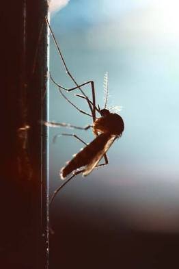 Insect Ant Termite Extermination Services of Mosquito Control Specialists of Noblesville 176 Logan St #222 - Photo 1 of 1