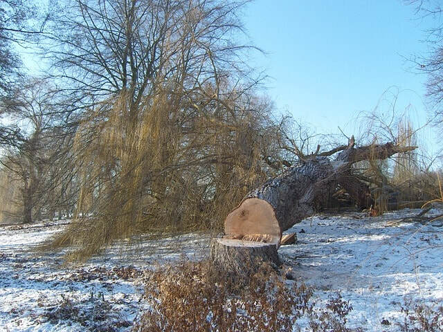 Profile Photos of Greenwood Tree Service 2960 Sentiment Lane - Photo 1 of 4