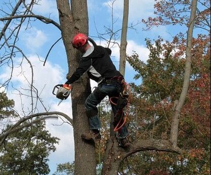  Profile Photos of Greenwood Tree Service 2960 Sentiment Lane - Photo 2 of 4