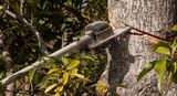 Fishers Tree Service, Fishers