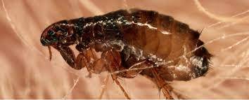  Profile Photos of Pest Control Paddington 91 Paddington Street - Photo 2 of 4