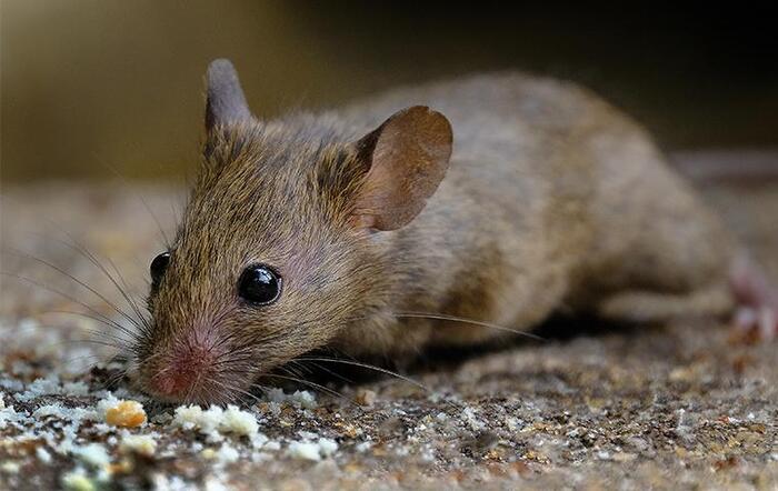  Profile Photos of Pest Control Paddington 91 Paddington Street - Photo 4 of 4