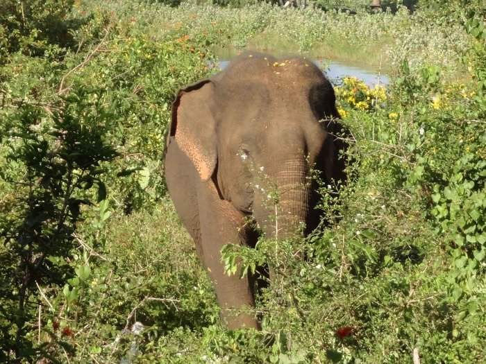 New Album of PL Tours and Travels No: 496/3 Daluwakotuwa Negombo Sri Lanka - Photo 14 of 14