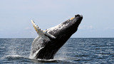 PL Tours and Travels, Negombo
