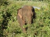PL Tours and Travels, Negombo