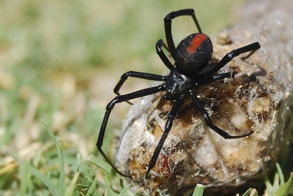  New Album of Spider Control Hilton 32 Nicholas Crescent - Photo 1 of 3