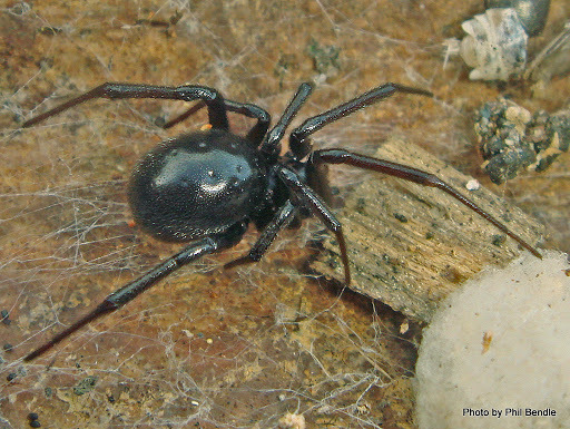  New Album of Spider Control Hilton 32 Nicholas Crescent - Photo 2 of 3