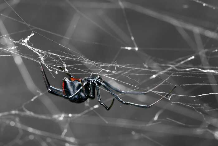 New Album of Spider Control Hilton 32 Nicholas Crescent - Photo 3 of 3