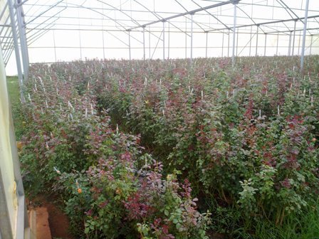 Top Greenhouses LTD Profile Photos of Top Greenhouses LTD Industrial Park Ariel West P.O.B. 64 - Photo 11 of 27