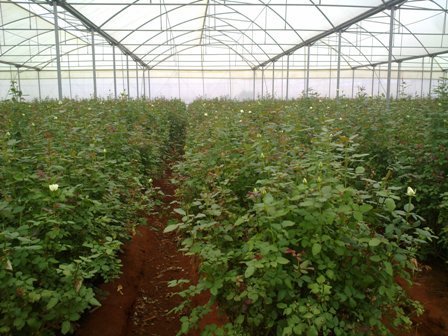 Top Greenhouses LTD Profile Photos of Top Greenhouses LTD Industrial Park Ariel West P.O.B. 64 - Photo 10 of 27
