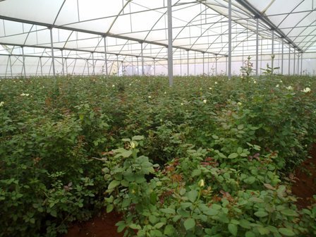 Top Greenhouses LTD Profile Photos of Top Greenhouses LTD Industrial Park Ariel West P.O.B. 64 - Photo 9 of 27
