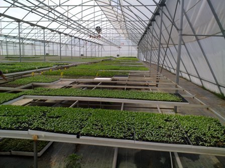 Top Greenhouses LTD Profile Photos of Top Greenhouses LTD Industrial Park Ariel West P.O.B. 64 - Photo 8 of 27