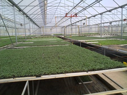 Top Greenhouses LTD Profile Photos of Top Greenhouses LTD Industrial Park Ariel West P.O.B. 64 - Photo 7 of 27