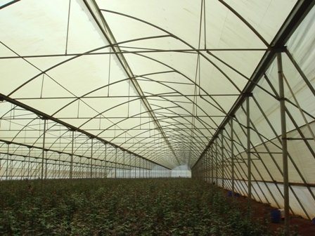 Top Greenhouses LTD Profile Photos of Top Greenhouses LTD Industrial Park Ariel West P.O.B. 64 - Photo 3 of 27