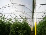 Top Greenhouses LTD Top Greenhouses LTD Industrial Park Ariel West P.O.B. 64 