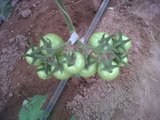 Top Greenhouses LTD Top Greenhouses LTD Industrial Park Ariel West P.O.B. 64 