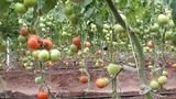 Top Greenhouses LTD Top Greenhouses LTD Industrial Park Ariel West P.O.B. 64 