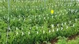 Top Greenhouses LTD Top Greenhouses LTD Industrial Park Ariel West P.O.B. 64 