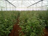 Top Greenhouses LTD Top Greenhouses LTD Industrial Park Ariel West P.O.B. 64 