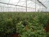 Top Greenhouses LTD Top Greenhouses LTD Industrial Park Ariel West P.O.B. 64 