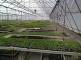 Top Greenhouses LTD Top Greenhouses LTD Industrial Park Ariel West P.O.B. 64 