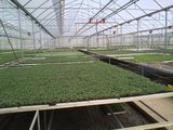 Top Greenhouses LTD Top Greenhouses LTD Industrial Park Ariel West P.O.B. 64 