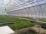 Top Greenhouses LTD, Top Greenhouses LTD, Barkan