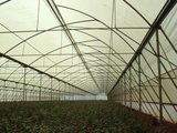 Top Greenhouses LTD, Top Greenhouses LTD, Barkan