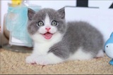 Munchkins Cattery, Duluth