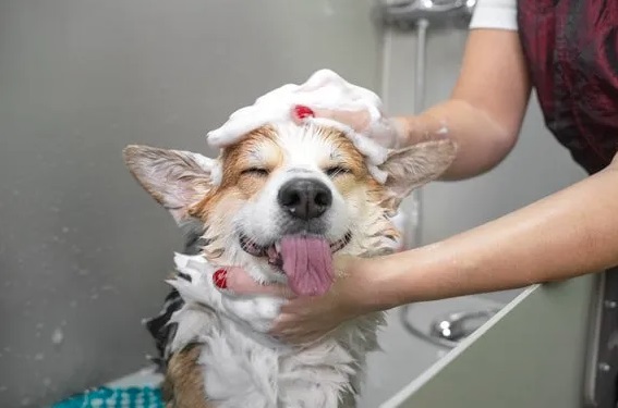  Profile Photos of Mobile Pet Grooming West Palm Beach 118 E Jasmine Dr - Photo 2 of 6