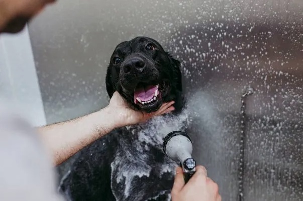  Profile Photos of Mobile Pet Grooming West Palm Beach 118 E Jasmine Dr - Photo 3 of 6