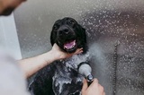 Mobile Pet Grooming West Palm Beach, West Palm Beach
