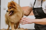 Mobile Pet Grooming West Palm Beach, West Palm Beach