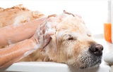 Mobile Pet Grooming West Palm Beach, West Palm Beach