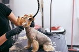 Mobile Pet Grooming West Palm Beach, West Palm Beach