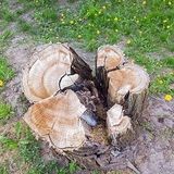  Affordable Tree Guys of Costa Mesa 1695 Palau Place 