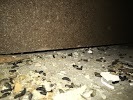  Profile Photos of The BIO-Clean Team 6640 Lusk Blvd STE A204A - Photo 3 of 4
