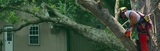 Nature Tree Service inc, Lansing