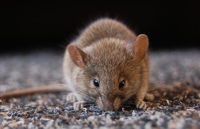  New Album of Rodent Control Braddon 12 Lonsdale Street - Photo 1 of 3