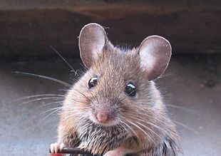  New Album of Rodent Control Braddon 12 Lonsdale Street - Photo 2 of 3