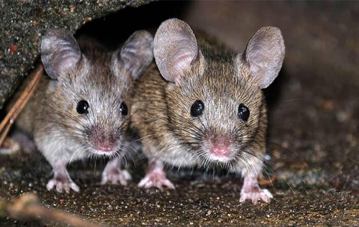  New Album of Rodent Control Braddon 12 Lonsdale Street - Photo 3 of 3