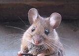 Rodent Control Braddon, Braddon