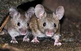 Rodent Control Braddon, Braddon