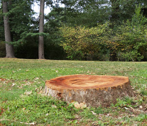 Tree Stump Removal<br />
 Profile Photos of Burlington Tree Care & Removal Service 1168 St Marks Church Rd - Photo 3 of 4