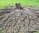 Thorough Tree Root Removal Services
, Burlington Tree Care & Removal Service, Burlington