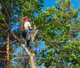 Tree Care and Trimming
, Burlington Tree Care & Removal Service, Burlington