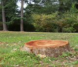 Tree Stump Removal
, Burlington Tree Care & Removal Service, Burlington