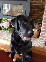  Farewell Friend - Pet Euthanasia at home 9 Swadelands Close, Lenham 