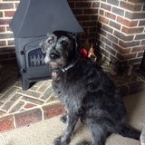  Farewell Friend - Pet Euthanasia at home 9 Swadelands Close, Lenham 